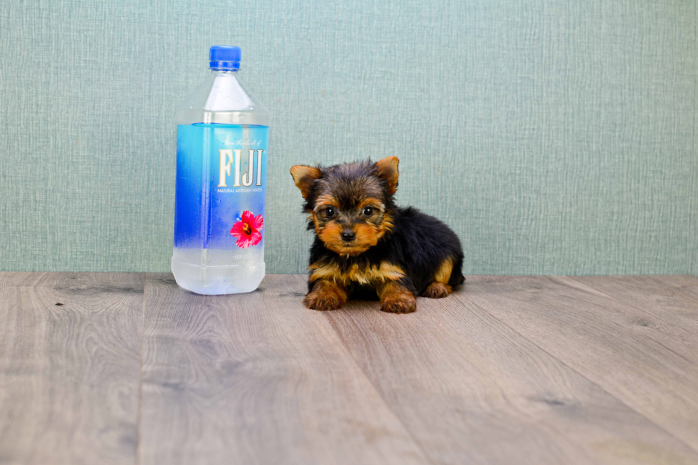 Meet Heidi - our Yorkshire Terrier Puppy Photo 