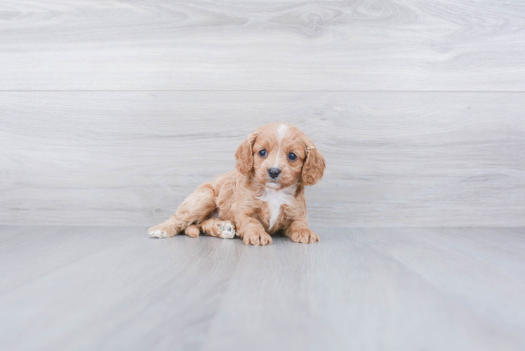 Fluffy Cavapoo Poodle Mix Pup