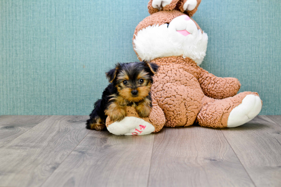 Meet Steph - our Yorkshire Terrier Puppy Photo 