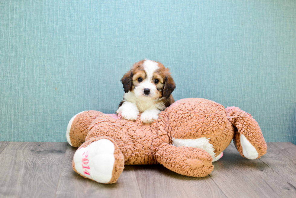 Cavachon Pup Being Cute