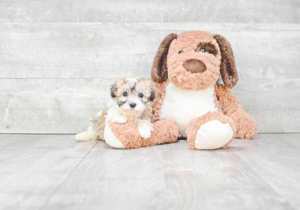 Playful Havanese Purebred Pup