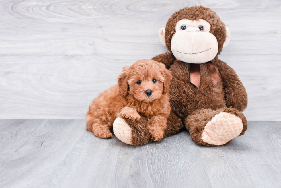 Cavapoo Pup Being Cute