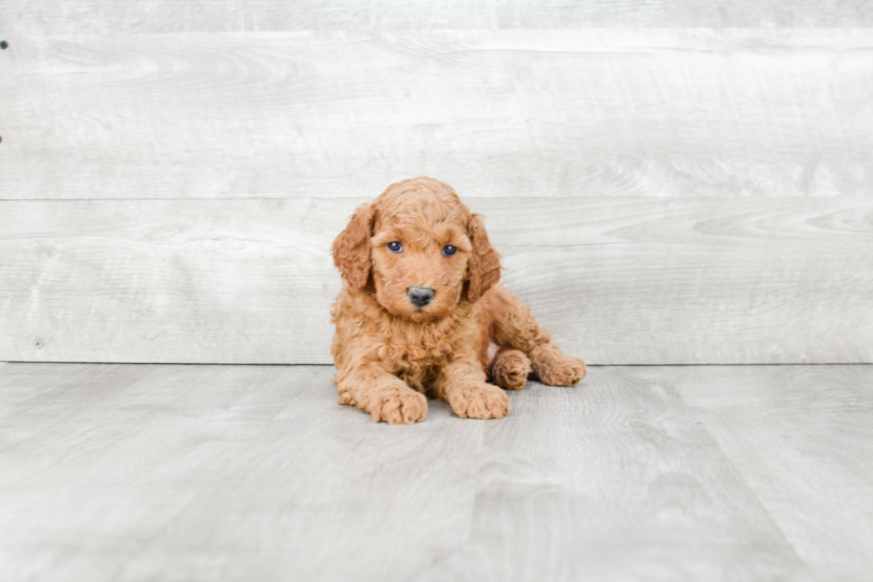 Mini Goldendoodle Pup Being Cute