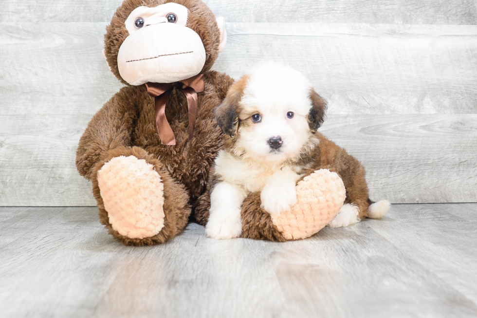 Mini Bernedoodle Pup Being Cute