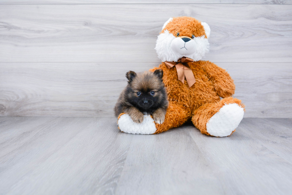 Smart Pomeranian Purebred Puppy