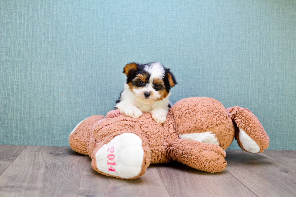 Morkie Pup Being Cute