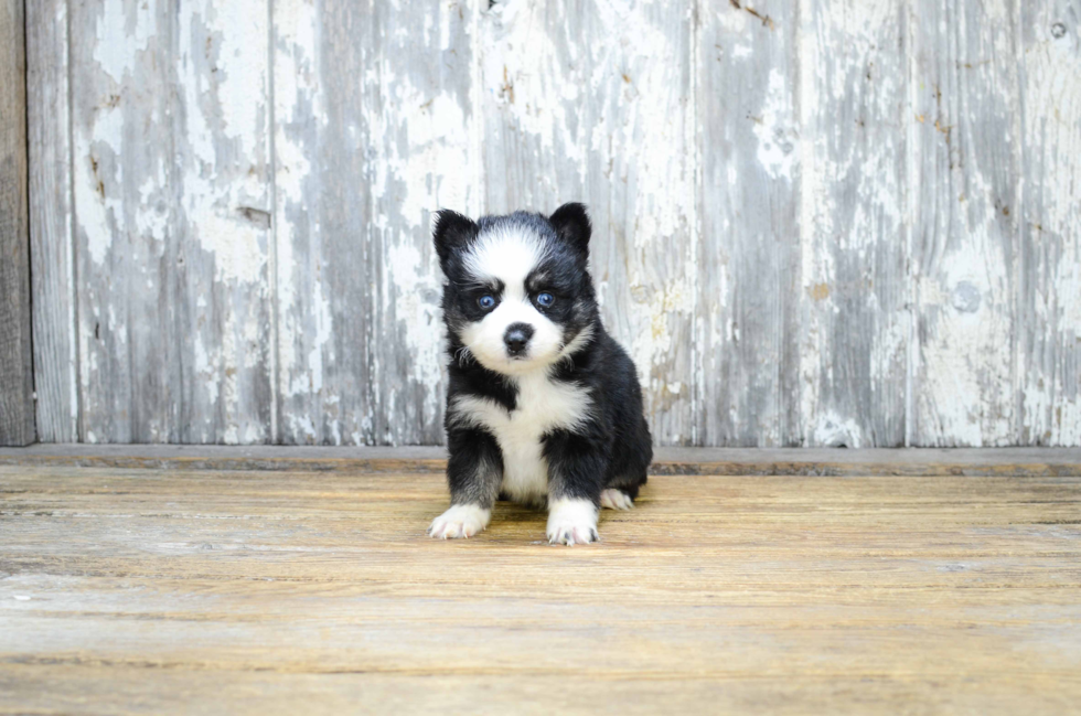 Best Pomsky Baby