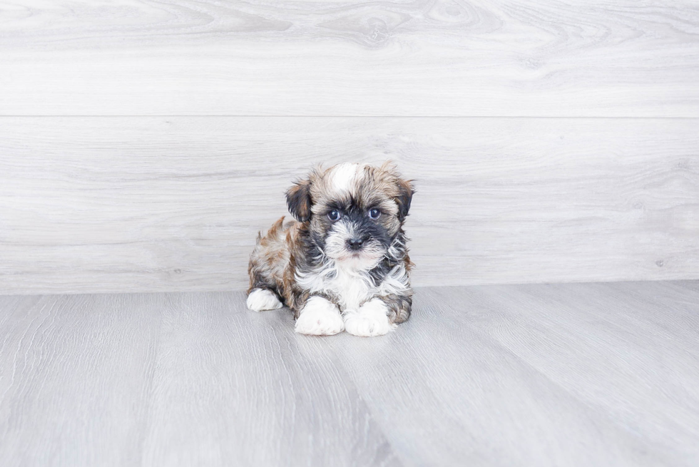 Akc Registered Havanese Purebred Pup