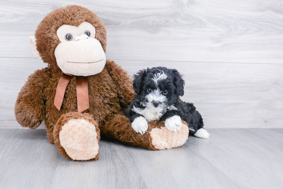 Adorable Aussiepoo Poodle Mix Puppy