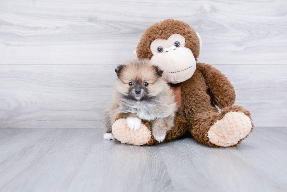 Playful Pomeranian Baby