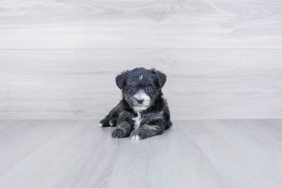 Funny Morkie Designer Pup