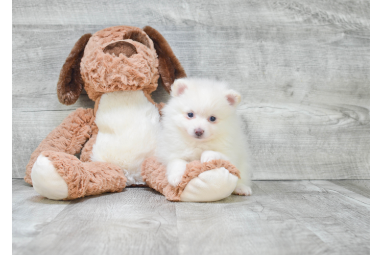 Playful Pomeranian Baby