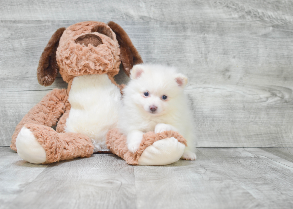 Playful Pomeranian Baby