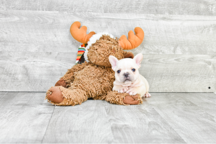 Popular French Bulldog Baby