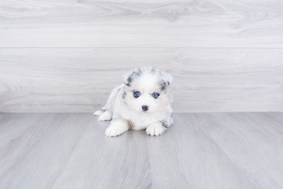 Friendly Pomsky Baby