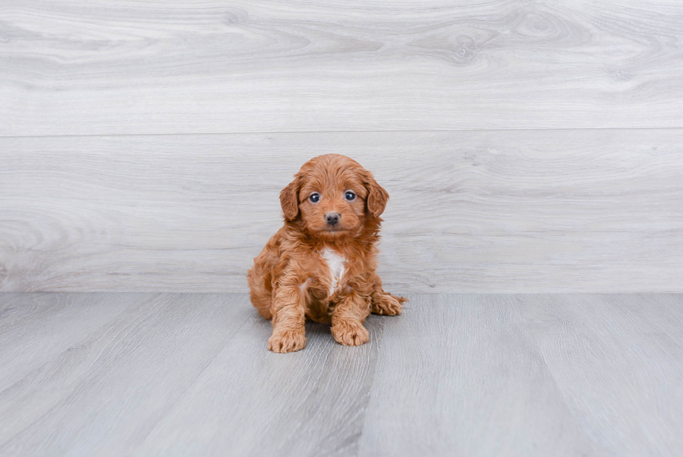 Best Cavapoo Baby