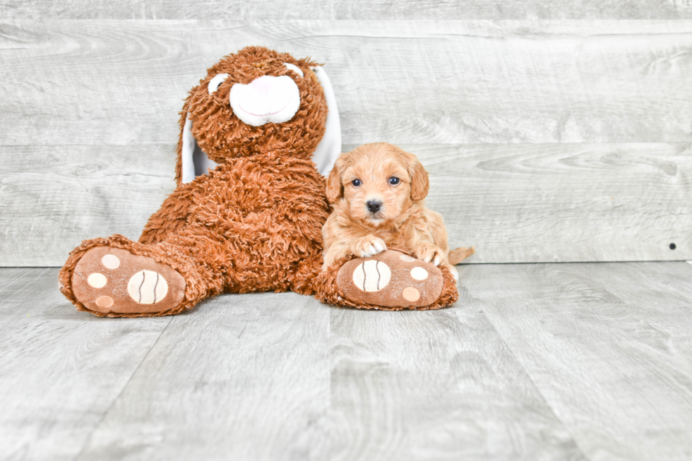 Adorable Golden Retriever Poodle Mix Puppy