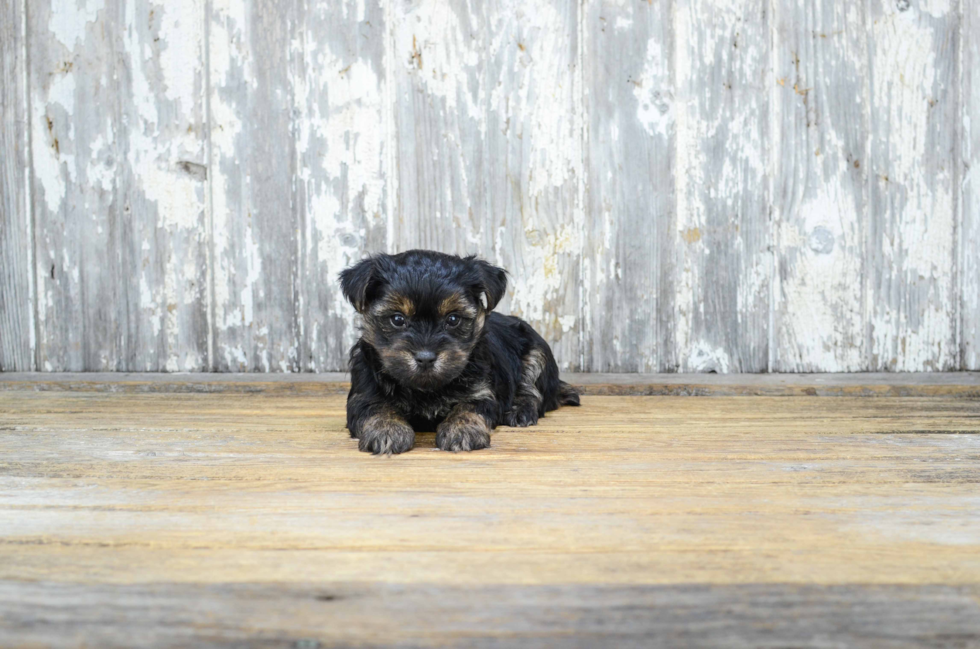 Best Morkie Baby