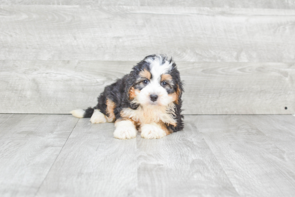 Playful Mini Berniedoodle Poodle Mix Puppy