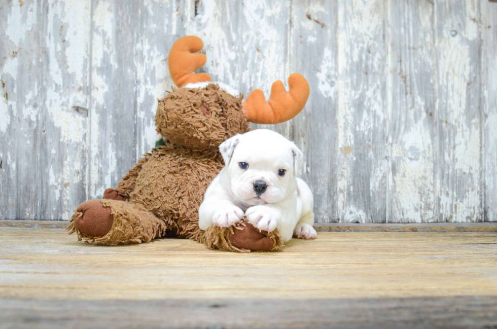 English Bulldog Puppy for Adoption