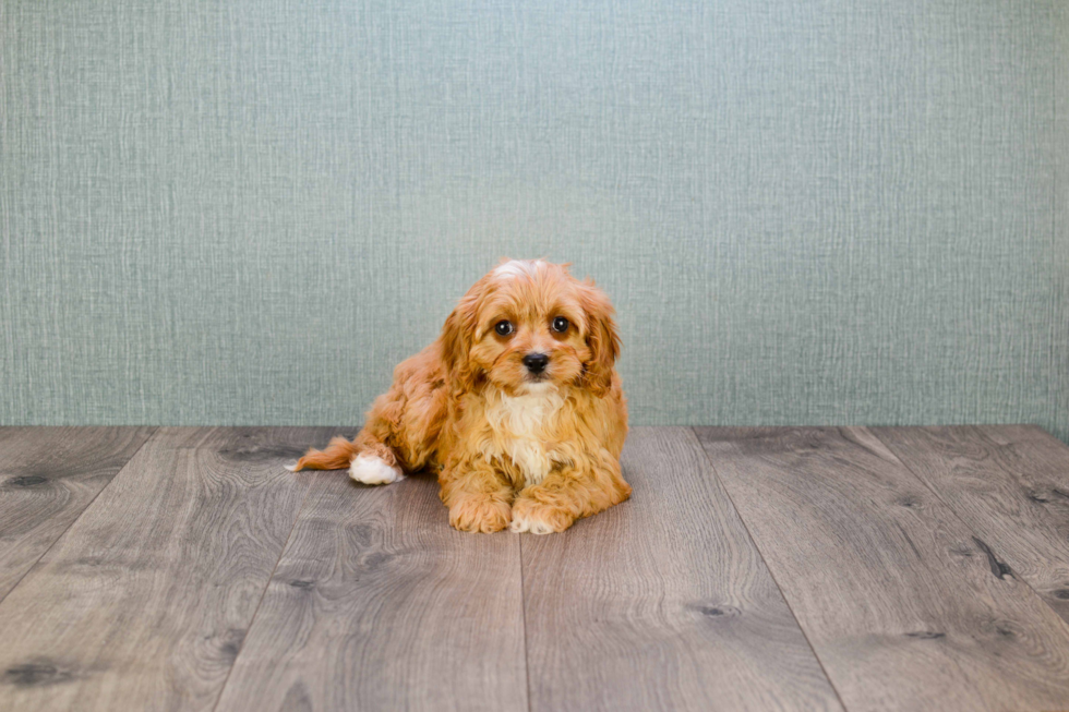 Cavapoo Pup Being Cute