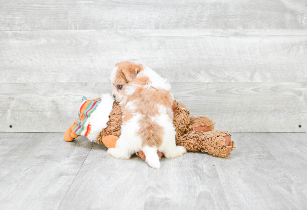 Morkie Pup Being Cute