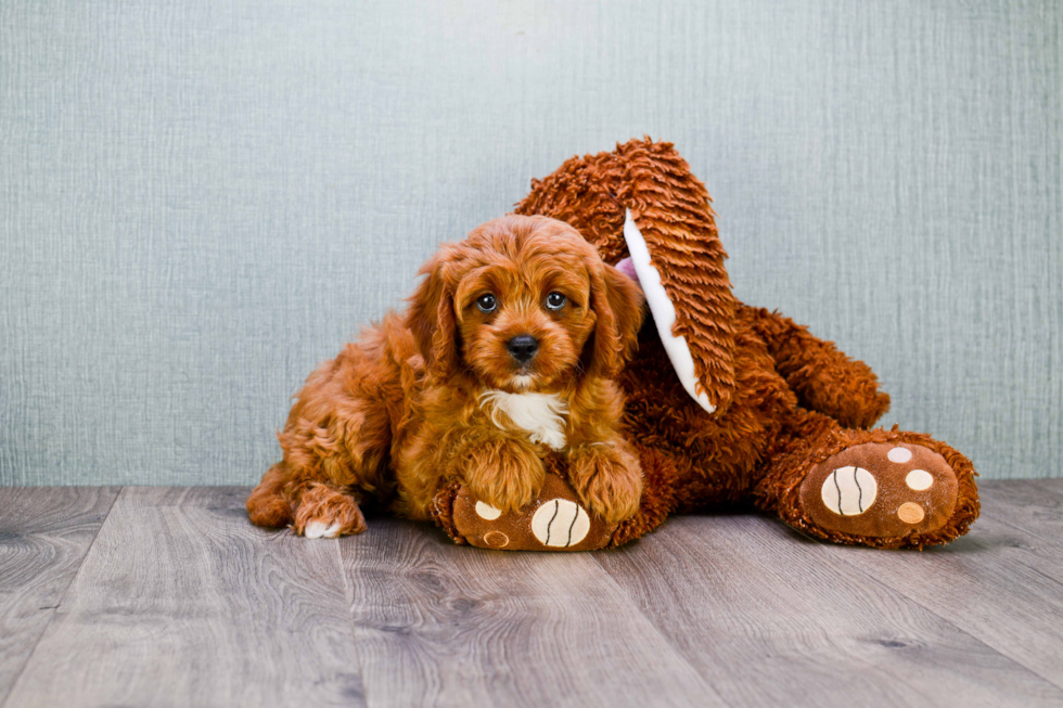 Friendly Cavapoo Baby