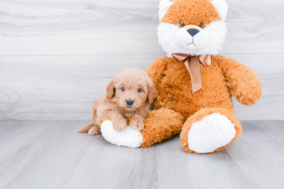 Best Mini Goldendoodle Baby