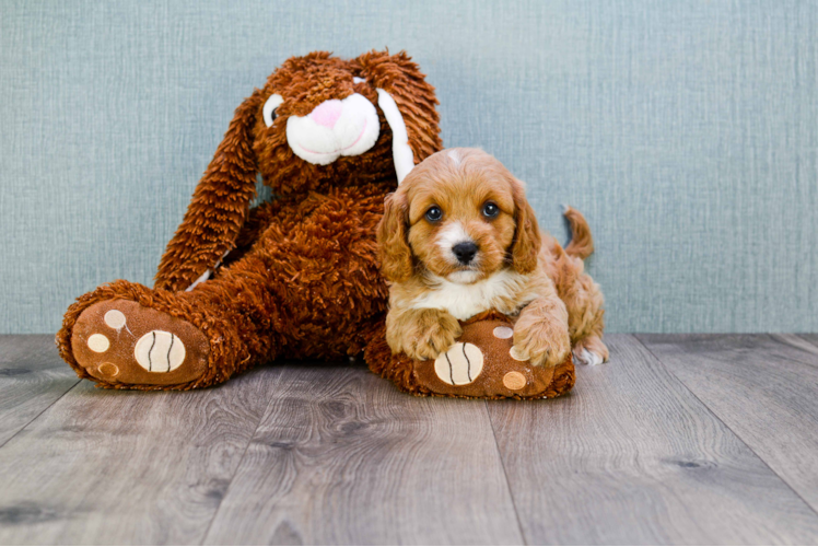 Cavapoo Puppy for Adoption