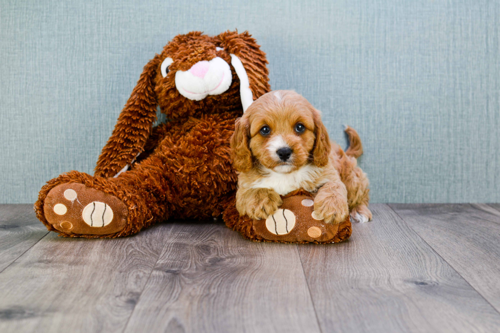 Cavapoo Puppy for Adoption