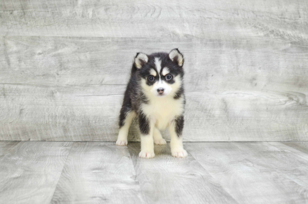 Best Pomsky Baby