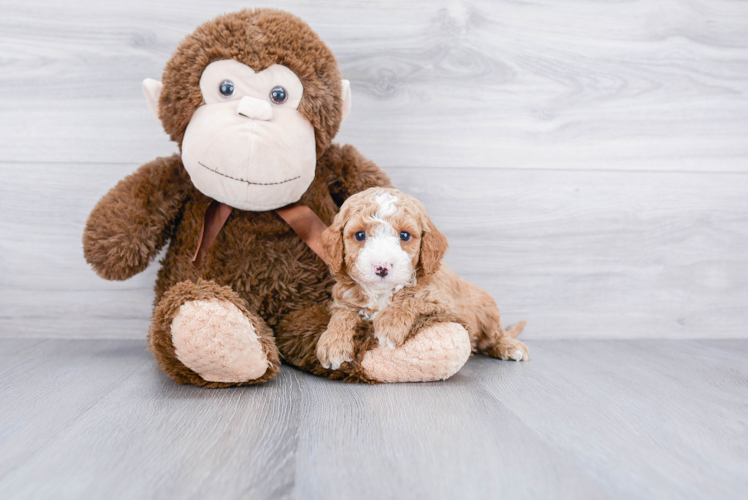 Friendly Cockapoo Baby