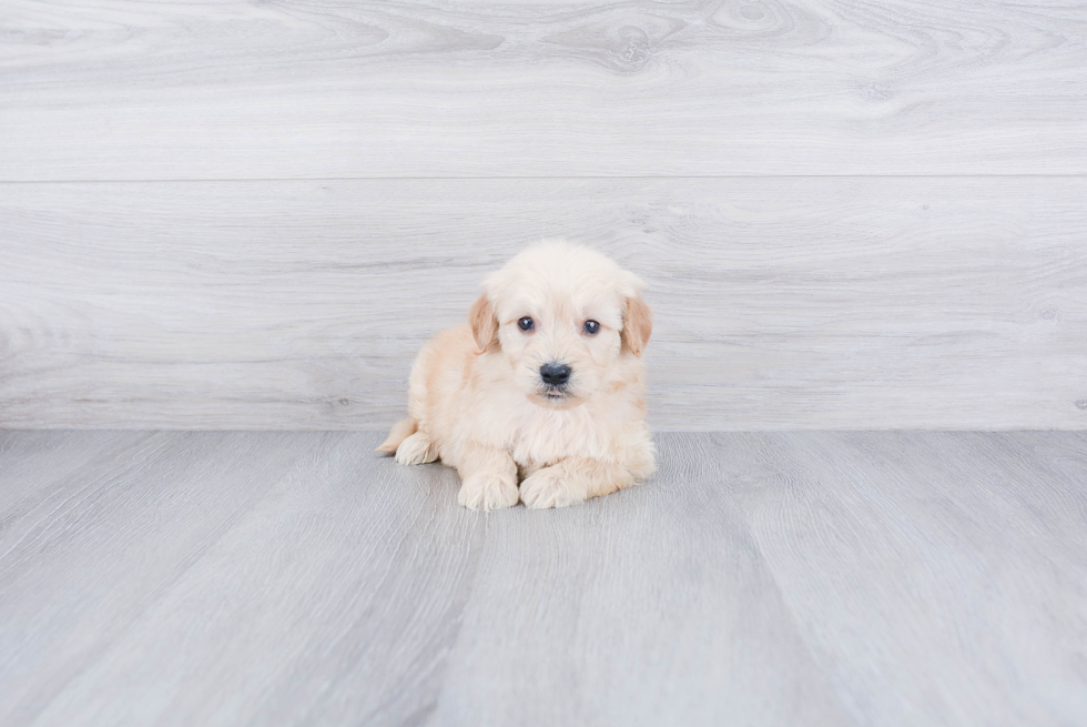 Small Mini Goldendoodle Baby