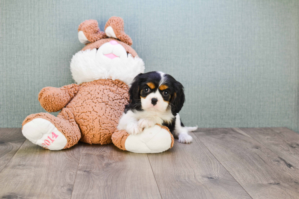 Fluffy Cavalier King Charles Spaniel Purebred Puppy