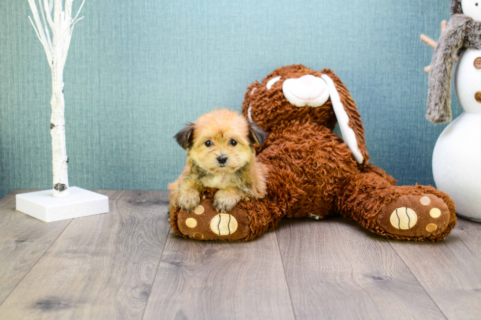 Morkie Pup Being Cute