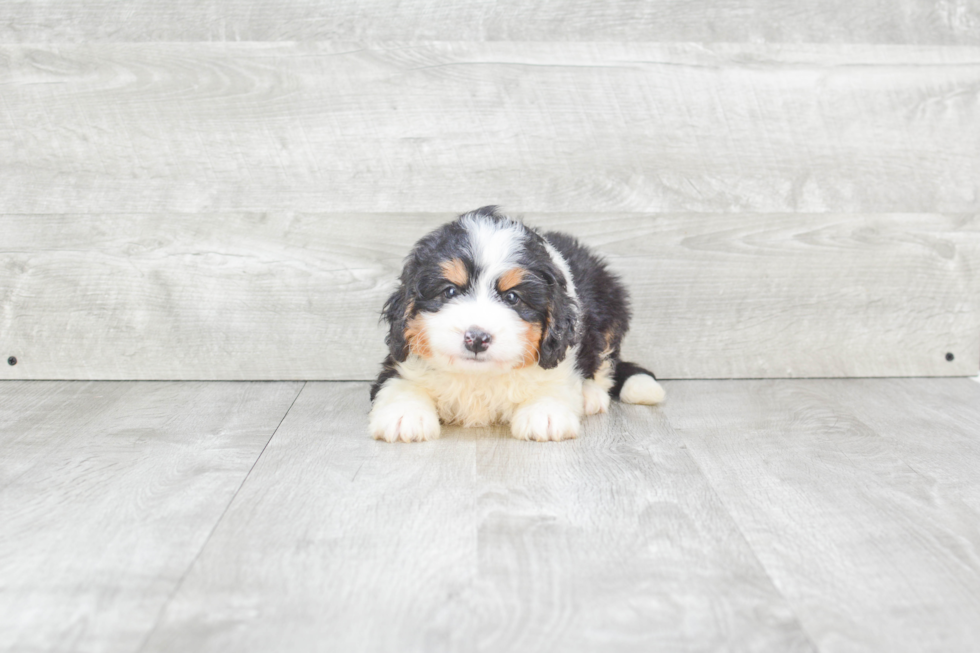 Mini Bernedoodle Pup Being Cute