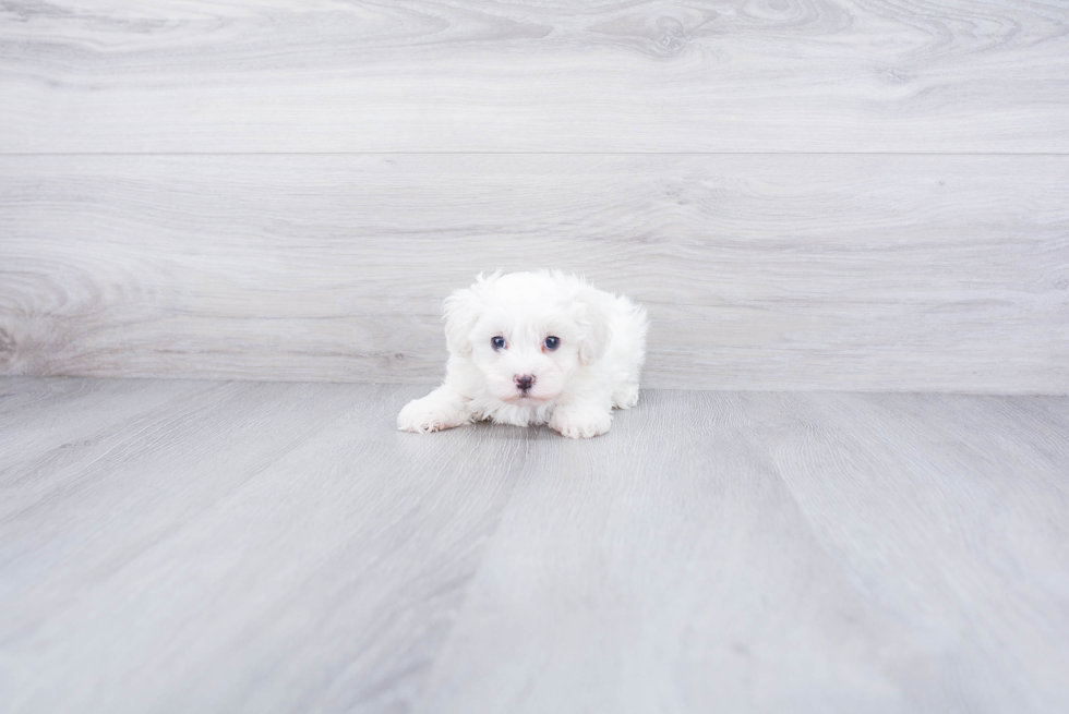 Smart Maltipoo Poodle Mix Pup