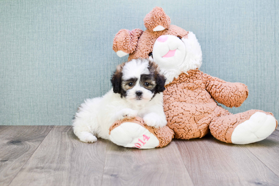 Playful Shichon Designer Puppy