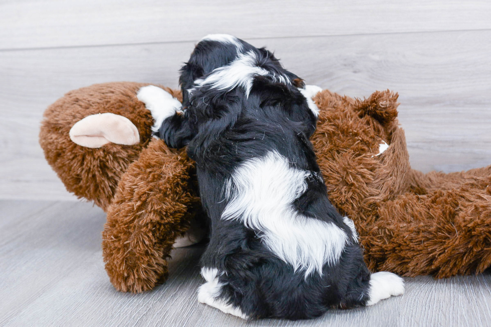 Cavalier King Charles Spaniel Puppy for Adoption