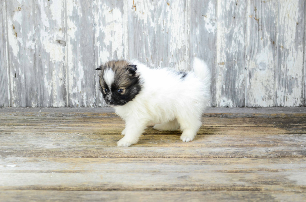 Popular Pomeranian Purebred Pup