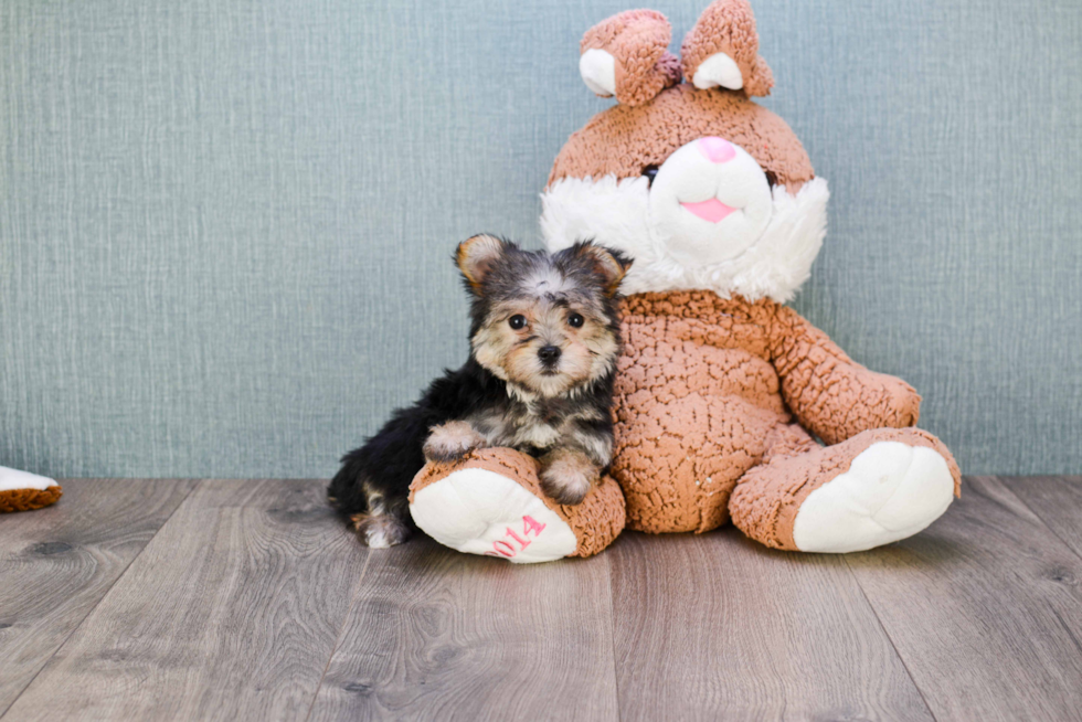 Energetic Yorkie Designer Puppy