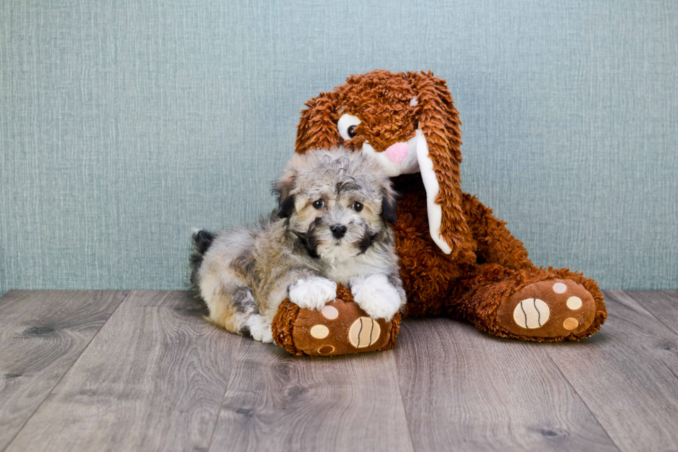 Havanese Pup Being Cute