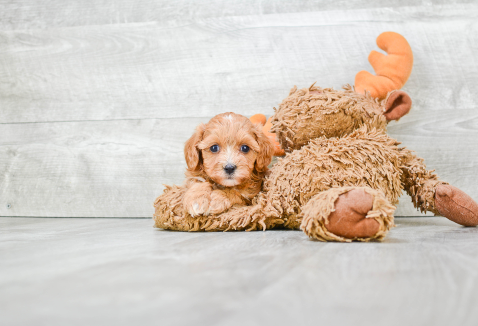 Little Cavoodle Poodle Mix Puppy