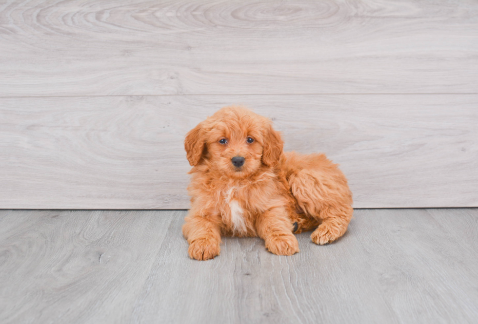 Mini Goldendoodle Puppy for Adoption