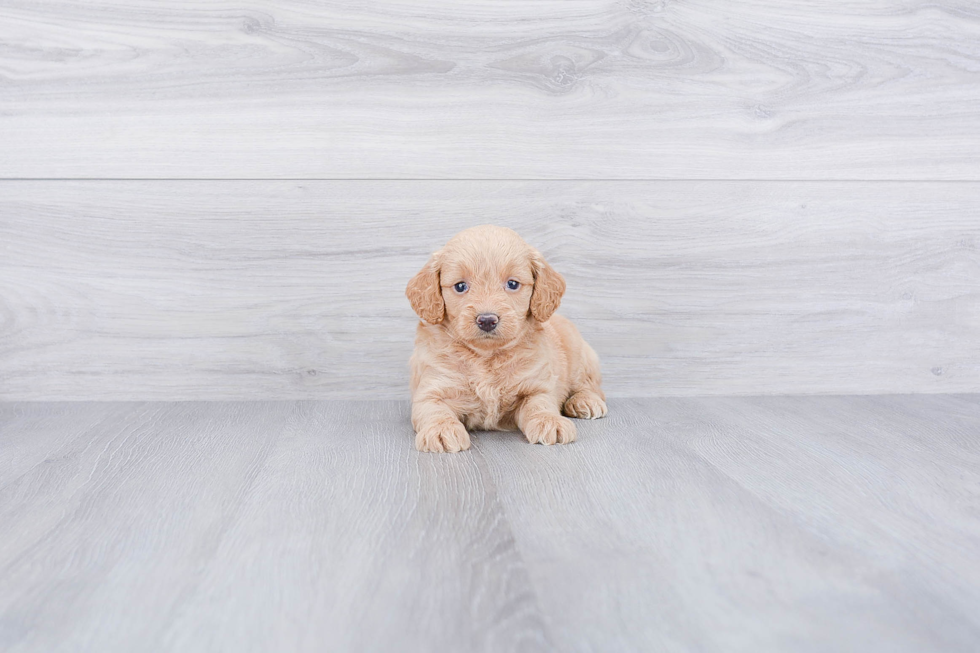 Petite Mini Goldendoodle Poodle Mix Pup