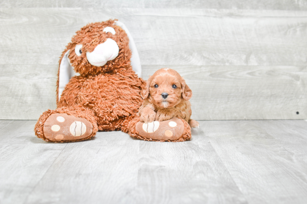 Best Cavapoo Baby