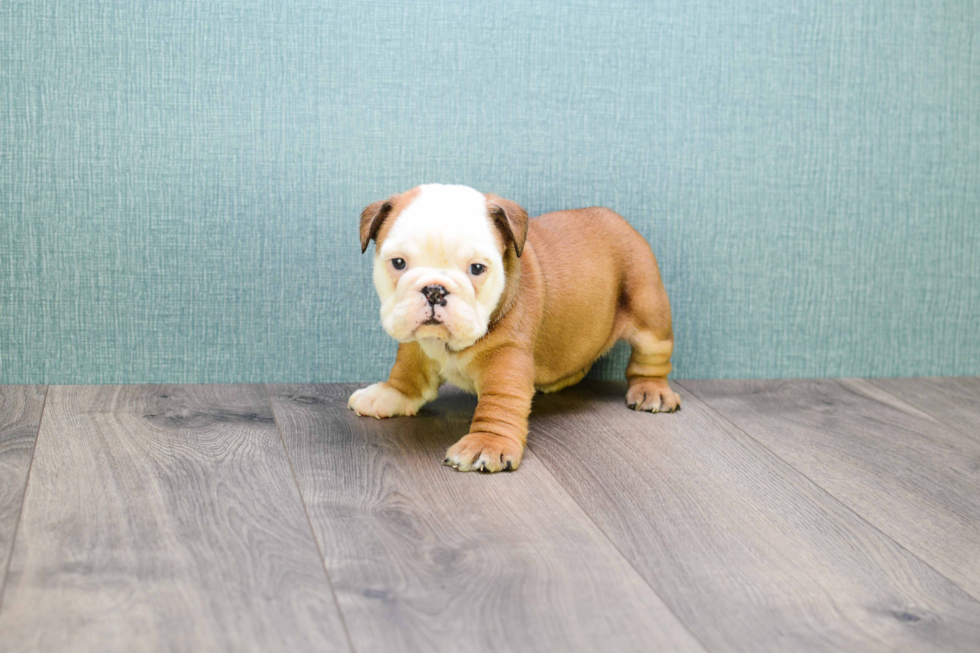 Cute English Bulldog Baby