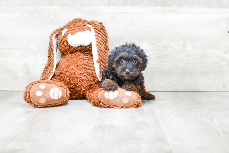 Hypoallergenic Yorkie Doodle Poodle Mix Puppy