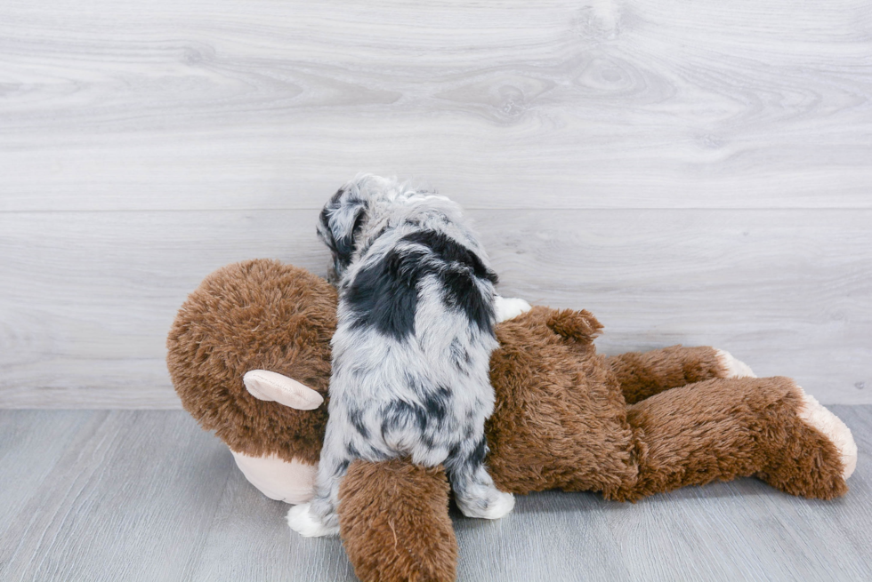 Best Mini Aussiedoodle Baby