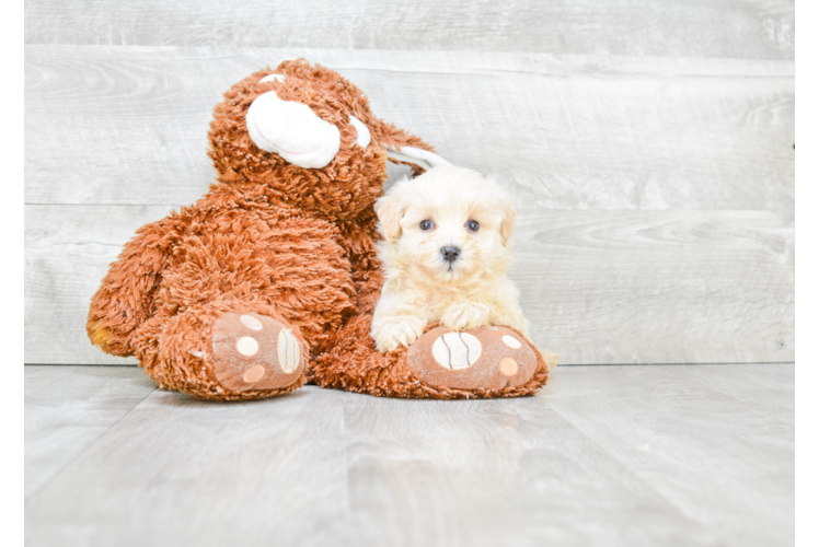 Happy Maltipoo Baby